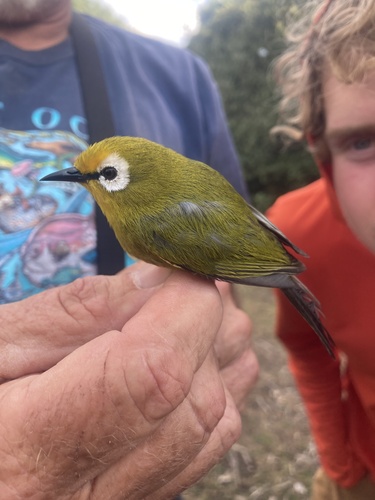 Mbulu White-eye (Zosterops mbuluensis), photo 2
