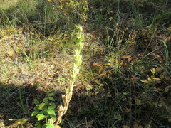Aconitum barbatum