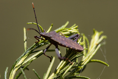 Amorbini