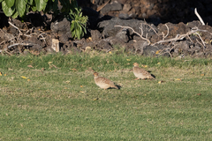 Ortygornis pondicerianus