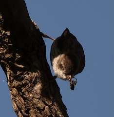 Daphoenositta chrysoptera