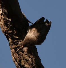 Daphoenositta chrysoptera