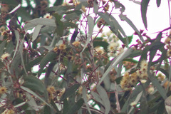 Eucalyptus melliodora