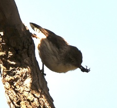 Daphoenositta chrysoptera
