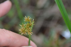 Cyperus haspan