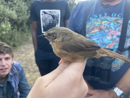 Cinnamon Bracken Warbler (Bradypterus cinnamomeus)