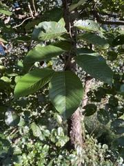 Alnus nepalensis