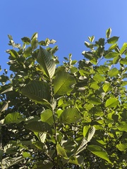Alnus nepalensis