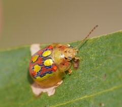 Paropsisterna nobilitata