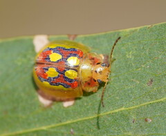 Paropsisterna nobilitata