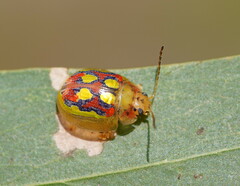 Paropsisterna nobilitata