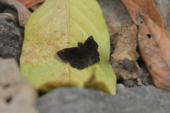 Staphylus ascalaphus