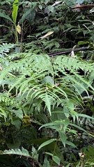 Diplazium dilatatum