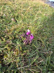 Pedicularis punctata
