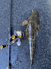 Platycephalus fuscus