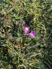 Pedicularis punctata