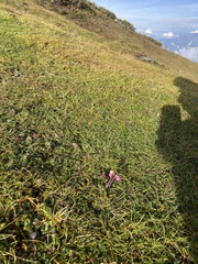Pedicularis punctata