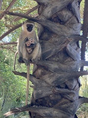 Chlorocebus pygerythrus