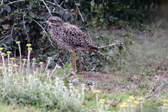 Burhinus capensis capensis