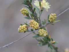 Melaleuca thymoides