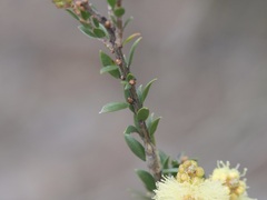 Melaleuca thymoides