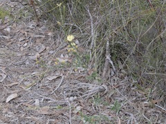Melaleuca thymoides