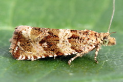 Celypha flavipalpana