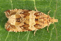 Celypha flavipalpana