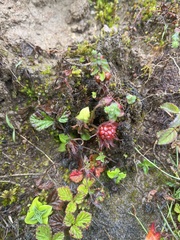 Rubus nepalensis