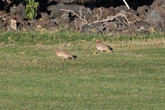 Ortygornis pondicerianus