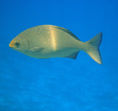Kyphosus hawaiiensis