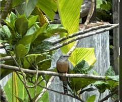 Cacomantis merulinus