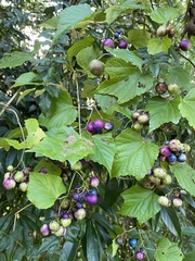 Ampelopsis glandulosa heterophylla