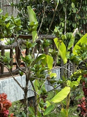 Cacomantis merulinus