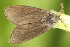 Canephora hirsuta
