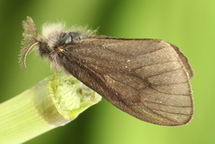Canephora hirsuta