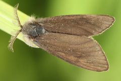 Canephora hirsuta