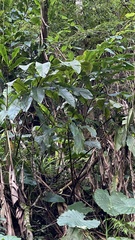 Alpinia uraiensis