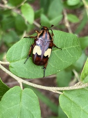 Pedinorrhina trivittata