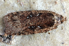 Agonopterix
