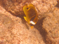 Chaetodon lunula