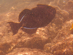 Melichthys niger