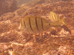 Acanthurus triostegus
