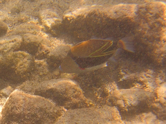 Rhinecanthus rectangulus