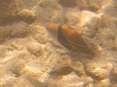 Rhinecanthus rectangulus