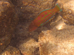 Thalassoma trilobatum