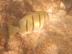 Acanthurus triostegus