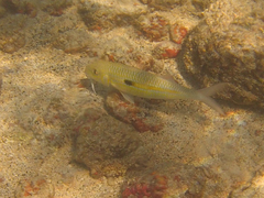 Mulloidichthys flavolineatus