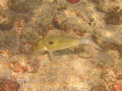 Mulloidichthys flavolineatus