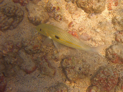 Mulloidichthys flavolineatus